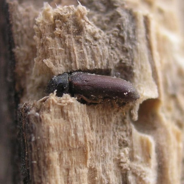 Discover Common Furniture Beetle Lifecycle, Diet, Facts, and More BugBrief
