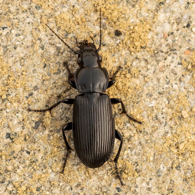 Discover Common Black Ground Beetle: Lifecycle, Diet, Facts, and More