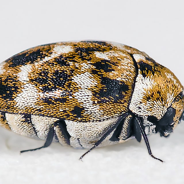 Discover Hide Beetle Lifecycle, Diet, Facts, and More BugBrief