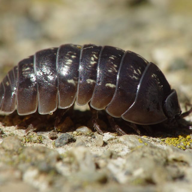 a. aphid b. 3 c. 2 d. pill bug