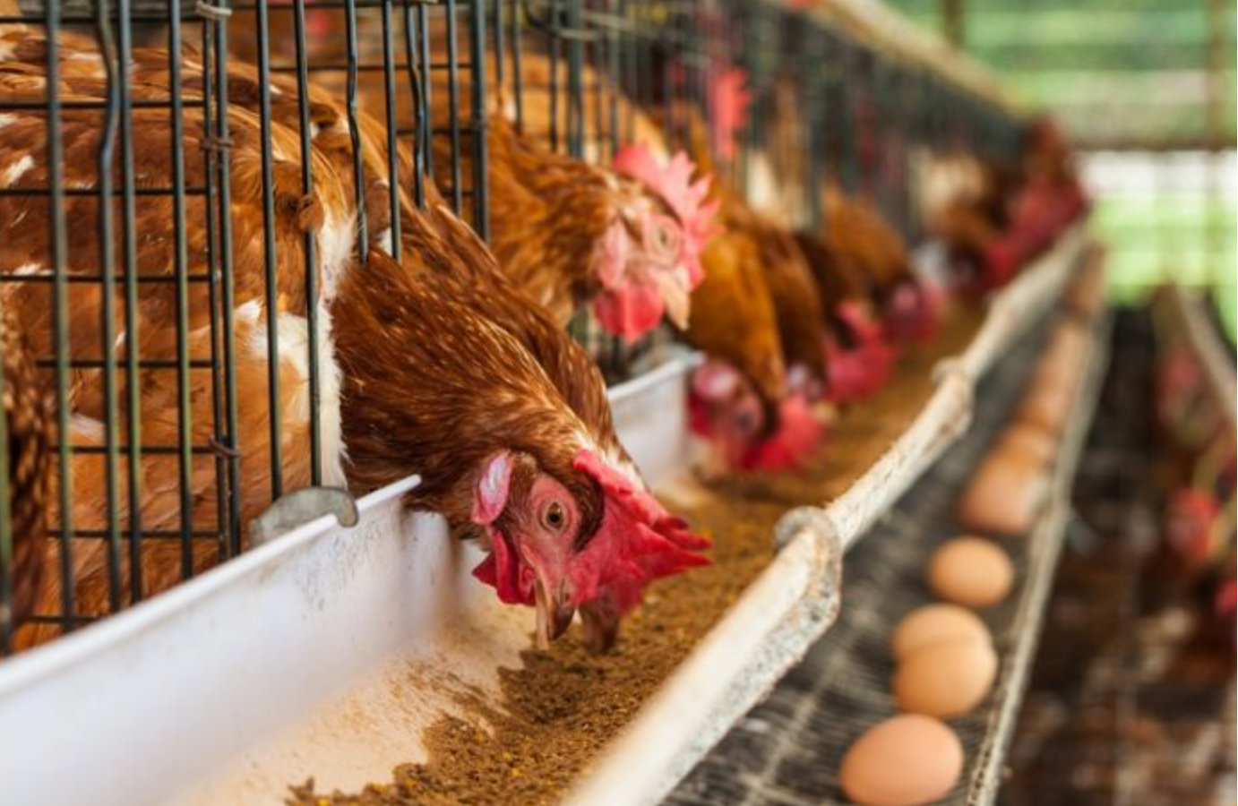 Poultry Farmers Oppose $900 Million Nigeria-China Poultry Deal