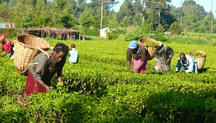 German Agric Scheme Unlocks N49.8bn for 72,000 Farmers