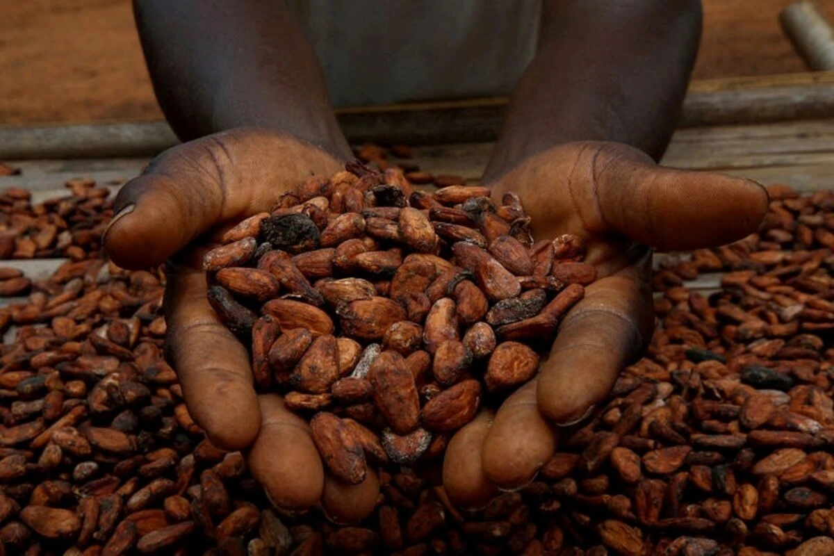 FG Rejects Raw Cocoa Export Ban, Pushes Value Addition