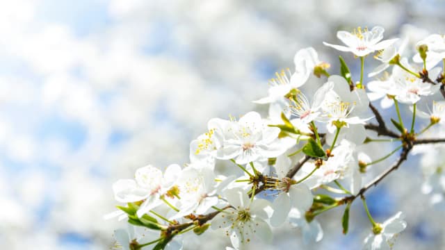 Spring Transitions: A TCM Guide to Moving Smoothly Into the Season
