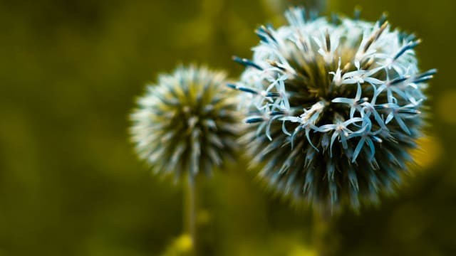 SAAT: A Non-Invasive, Drug-Free Approach to Allergies and Alpha-Gal