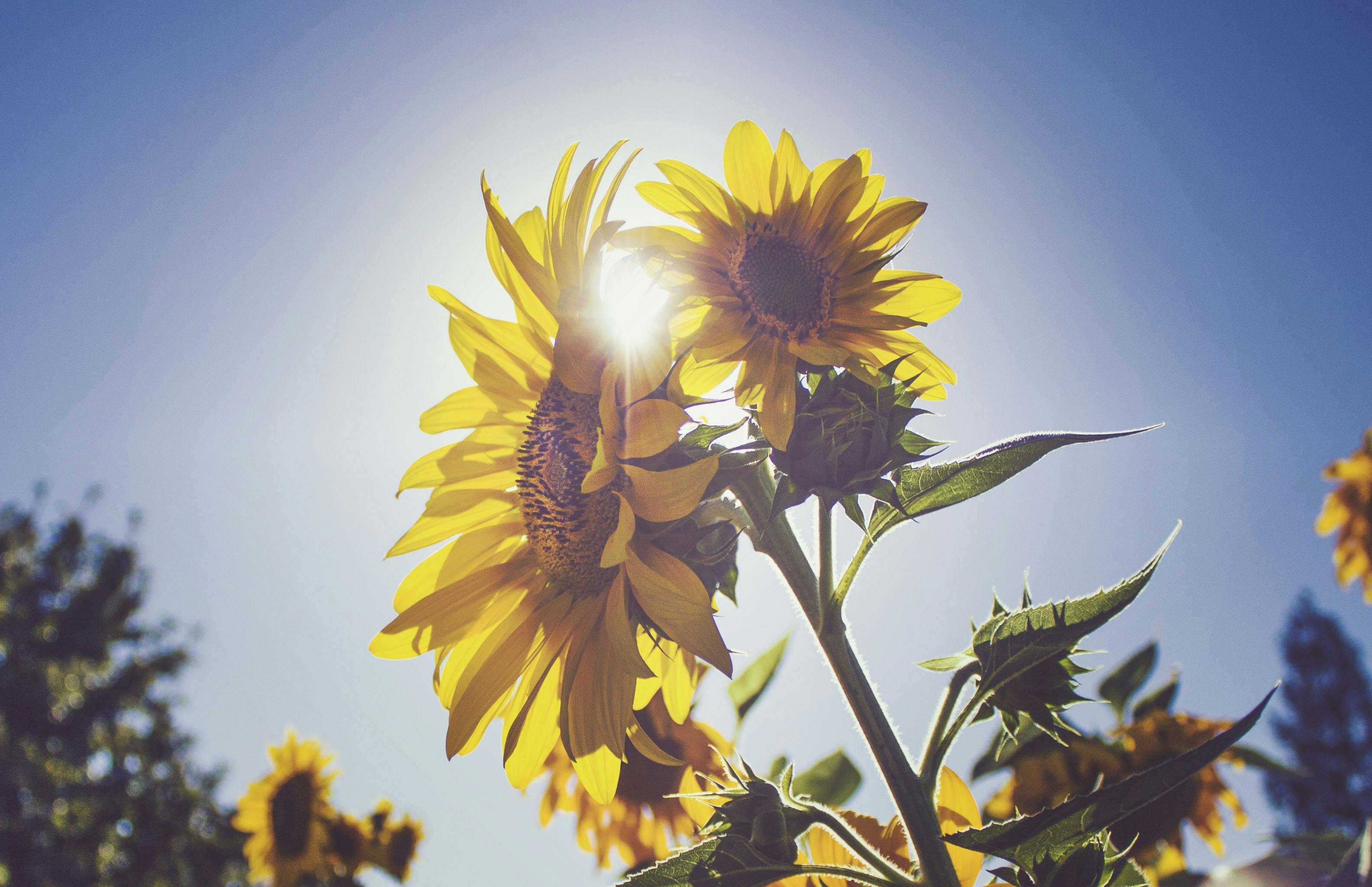 Late Summer: Traditional Chinese Medicine's Fifth Season