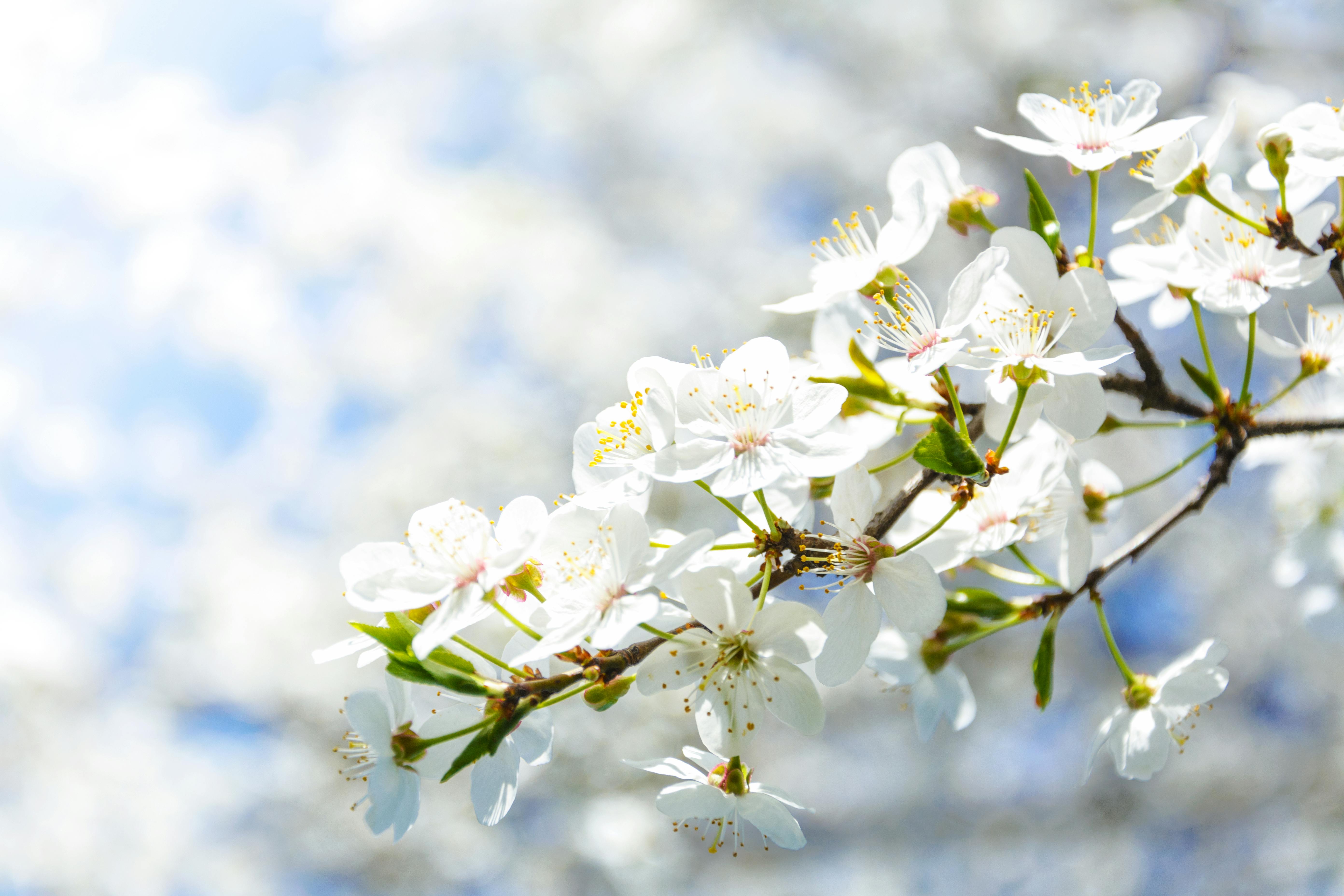 Spring Transitions: A TCM Guide to Moving Smoothly Into the Season