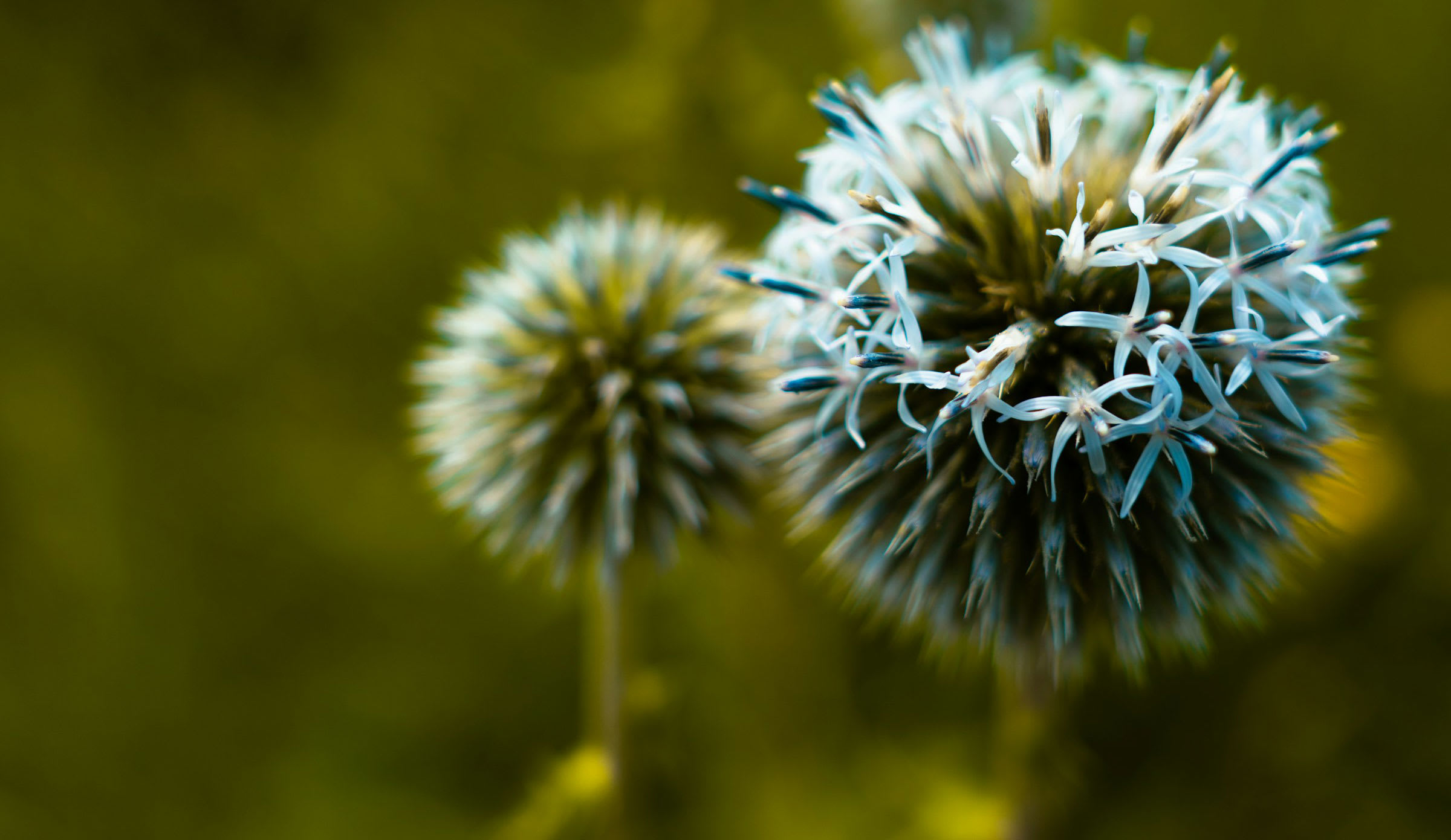 SAAT: A Non-Invasive, Drug-Free Approach to Allergies and Alpha-Gal