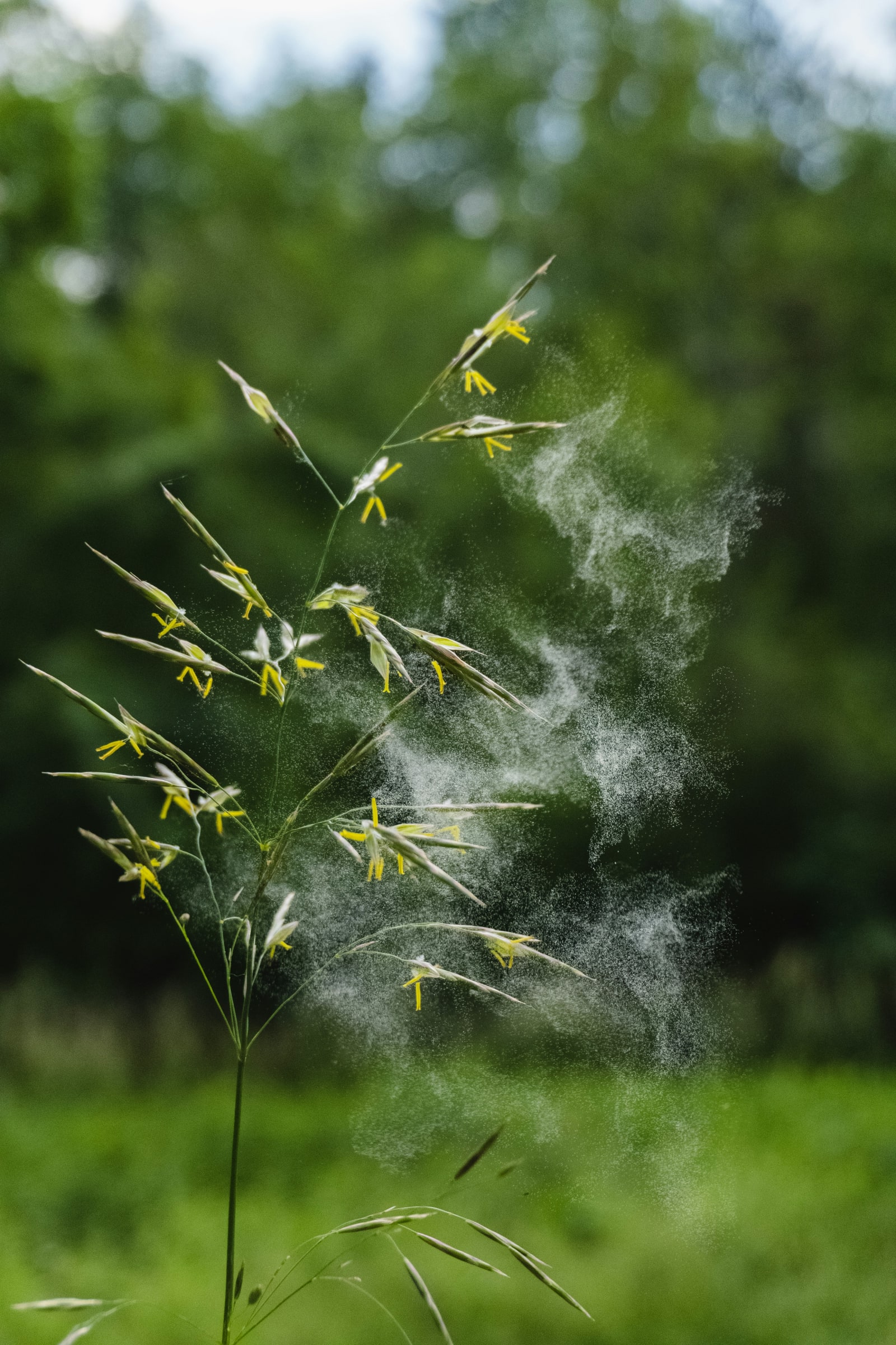 Soliman’s Auricular Allergy Technique