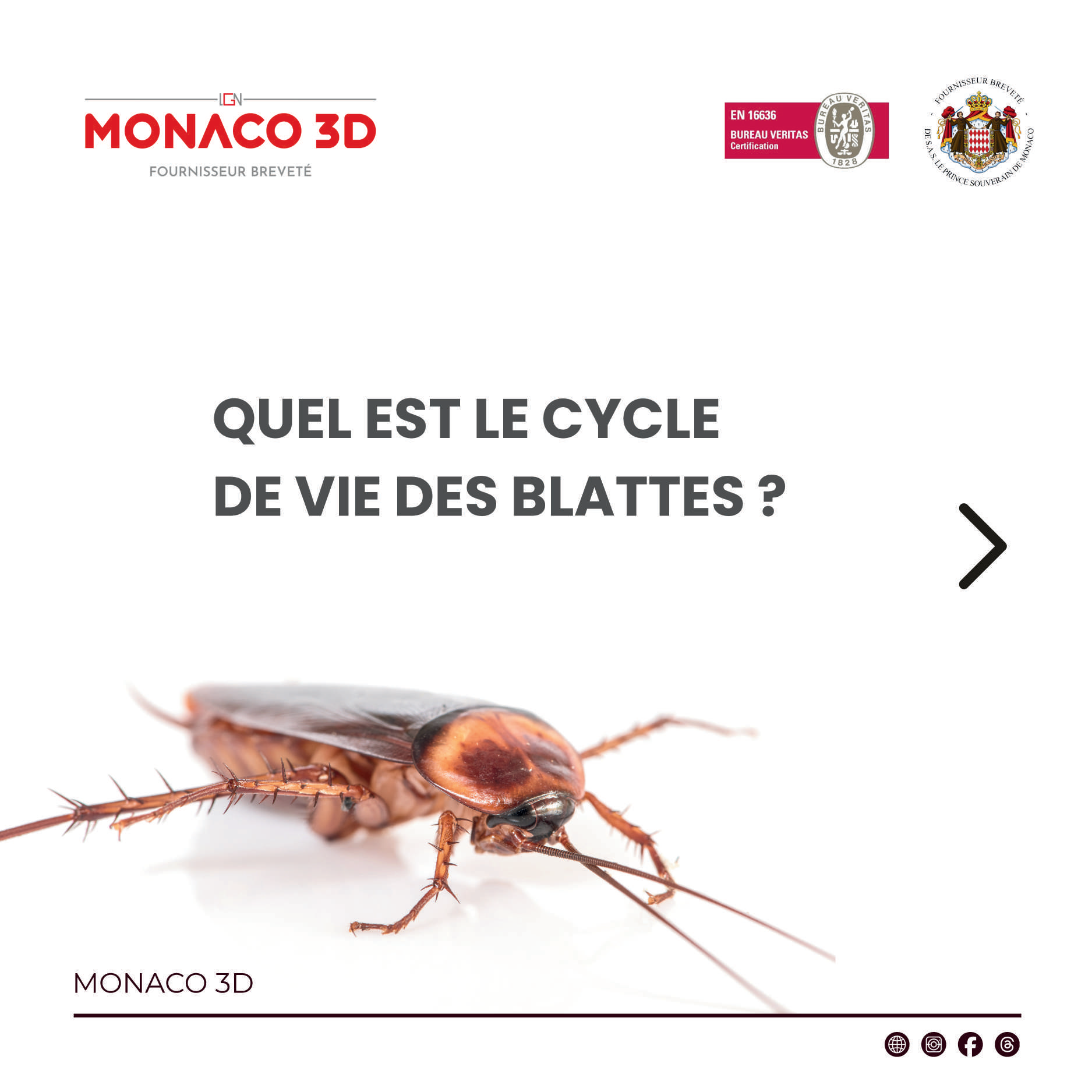 Cycle de vie des blattes PDF Preview