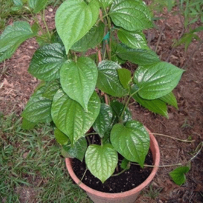 BUSH Pepper (kutti kurumulaku)