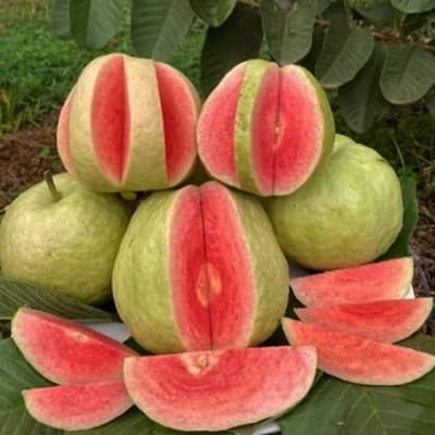 Guava (hybrid)