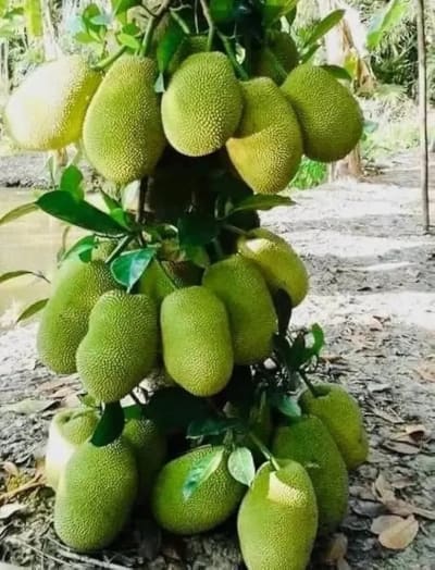 Vietnam early big(jack fruit)