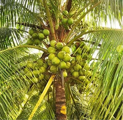 Keraganga coconut(Thengu)