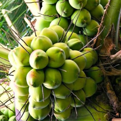 Tender coconut (plant)