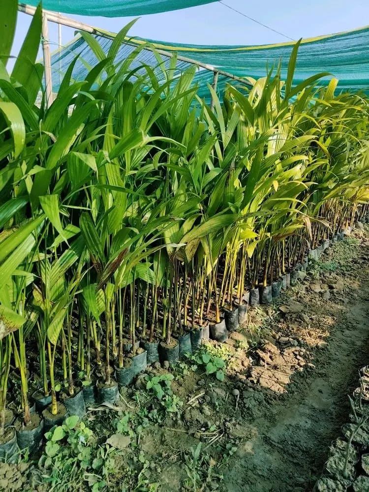 Intermangala Arecanut - Image 3