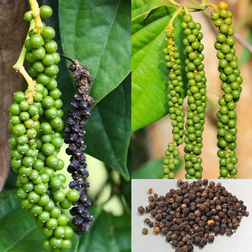 BUSH Pepper (kutti kurumulaku) - Image 1