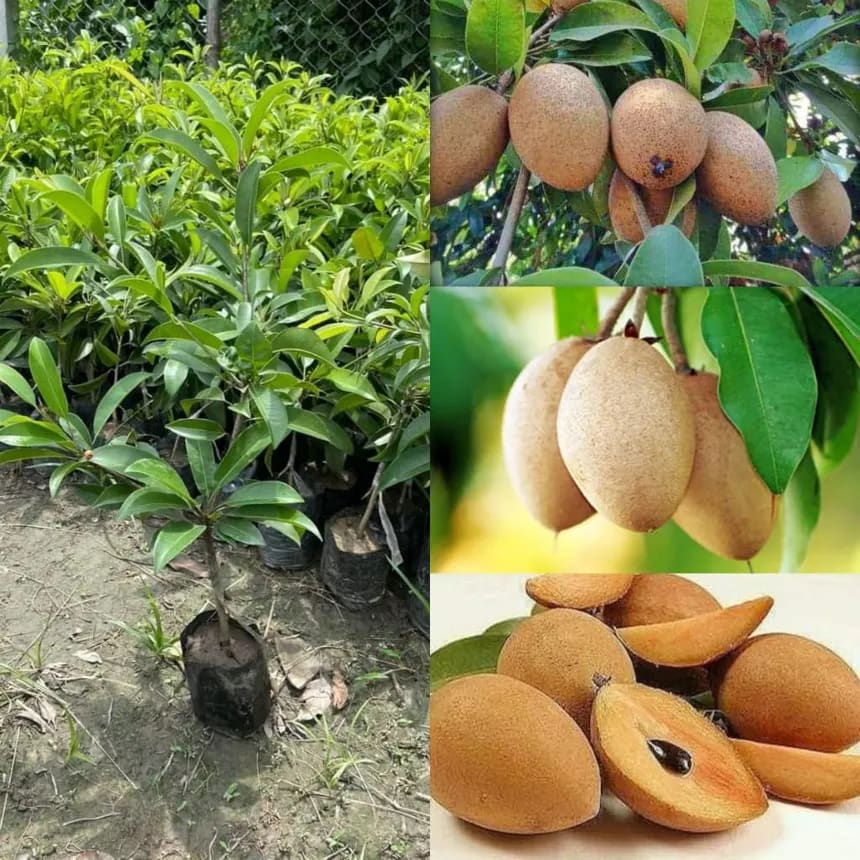 Chikku plant (hybrid) - Image 2