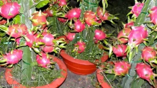 DRAGON (plant) - Image 1