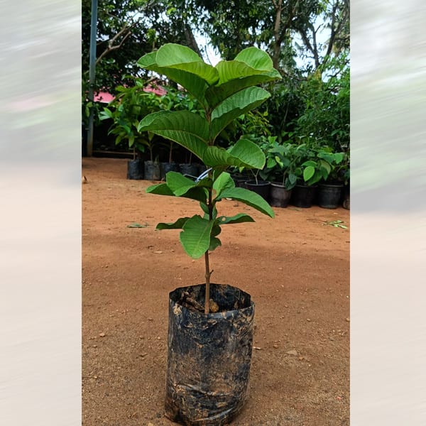 Guava (hybrid) - Image 3