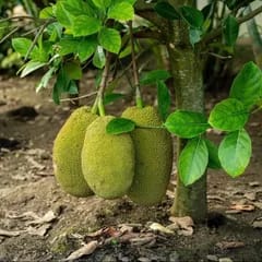 Vietnam early big(jack fruit) - Image 1
