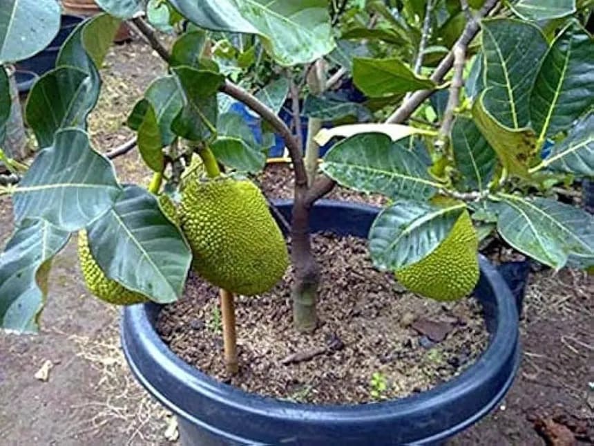 Vietnam early big(jack fruit) - Image 3