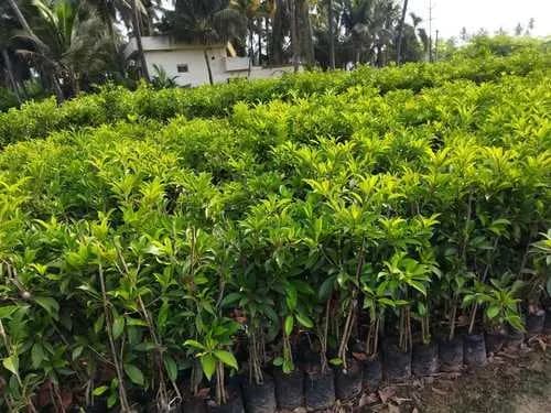 Chikku plant (hybrid) - Image 3