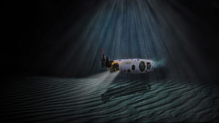 Sea Wasp near the seabed
