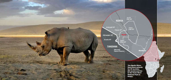 rhino.jpg