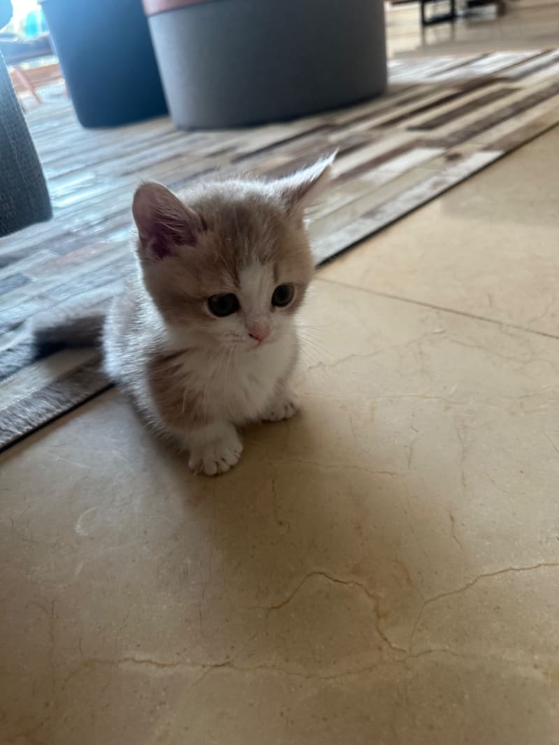 baby gnocchi