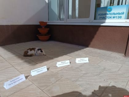 «Решили делом занять»: кот-предсказатель «работает» на УИК в Великих Луках