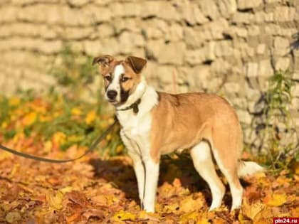 Кинолог предупредил о типично «собачьих» заболеваниях