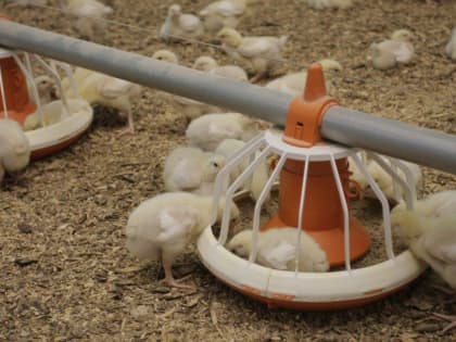 Высокопатогенный грипп птиц приближается к Псковской области