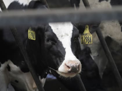 Названа десятка лучших хозяйств по надою молока в Псковской области