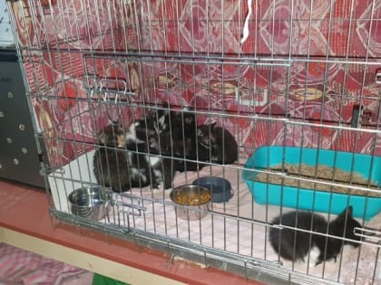 Коробку с девятью больными котятами подкинули в псковский зооприют