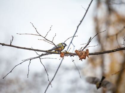 До +10 градусов прогнозируют в Псковской области 20 марта