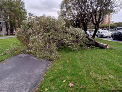 В Пскове из-за непогоды упали 55 деревьев, повреждены 22 автомобиля