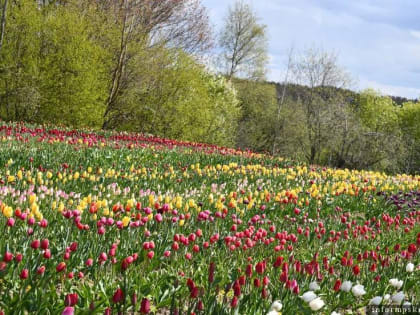 ФОТОФАКТ В Псковском районе распустилось тюльпаны