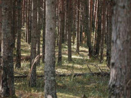 Роспотребнадзор рассказал, как безопасно собирать грибы