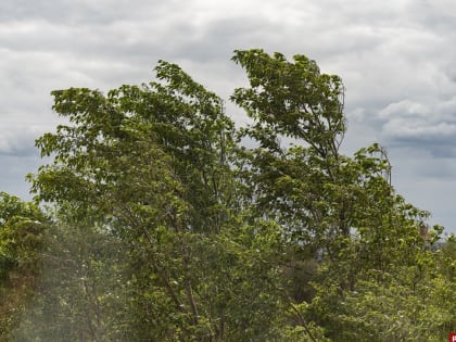 Ливни прогнозируют в Псковской области 8 августа