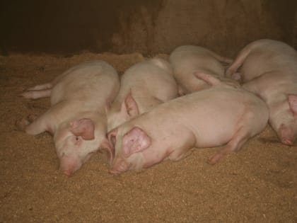 Поголовье свиней стало самым многочисленным у псковских сельхозпроизводителей