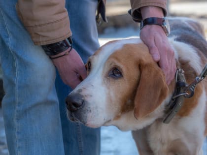 Почти 12 млн рублей выделили на работу с бездомными животными в Псковской области