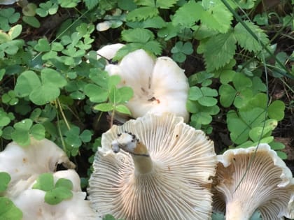 Бледные лисички обнаружили грибники в псковских лесах. ФОТО