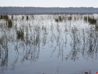 Браконьера-рыболова обнаружили в Пушкиногорском районе