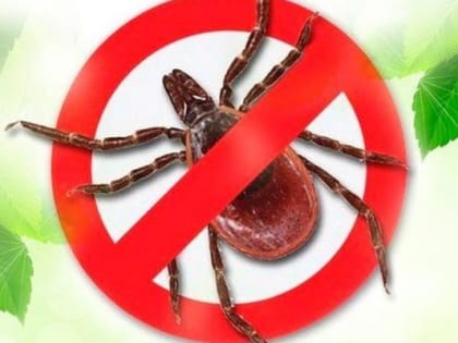 Власти Псковской области усилили контроль за мерами профилактики клещевого энцефалита