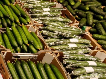 Свежие огурцы в Псковской области подорожали на 13% за две недели
