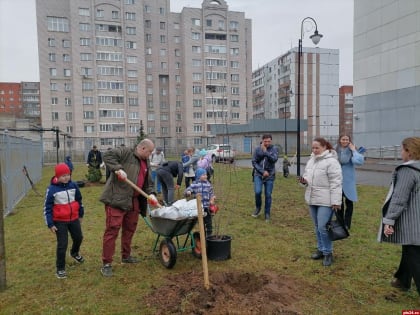 Деревья высадили у Перинатального центра в Пскове