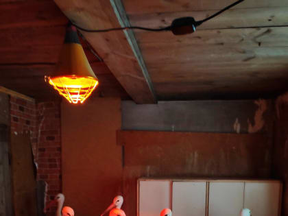 Дом Белого аиста представил псковичам своих постояльцев