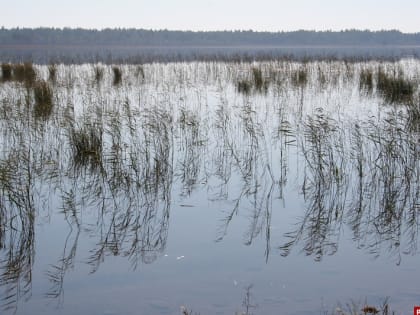 Браконьера-рыболова обнаружили в Пушкиногорском районе