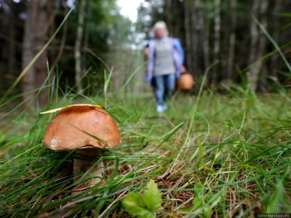 Без паники: как подготовиться к прогулке в лесу и что делать, если вы потерялись